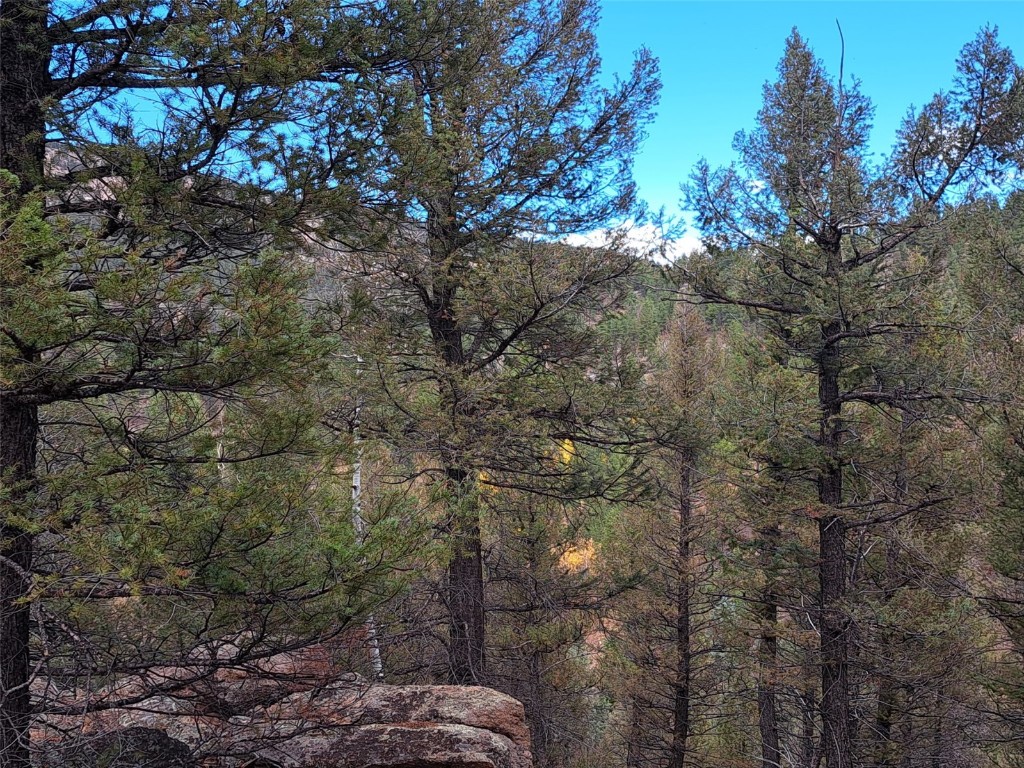 1077 Roland Drive Bailey, CO 80421 - Photo 14 of 17 a view of a forest with a tree