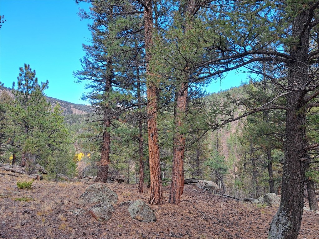 1077 Roland Drive Bailey, CO 80421 - Photo 16 of 17 a backyard of a house with lots of green space