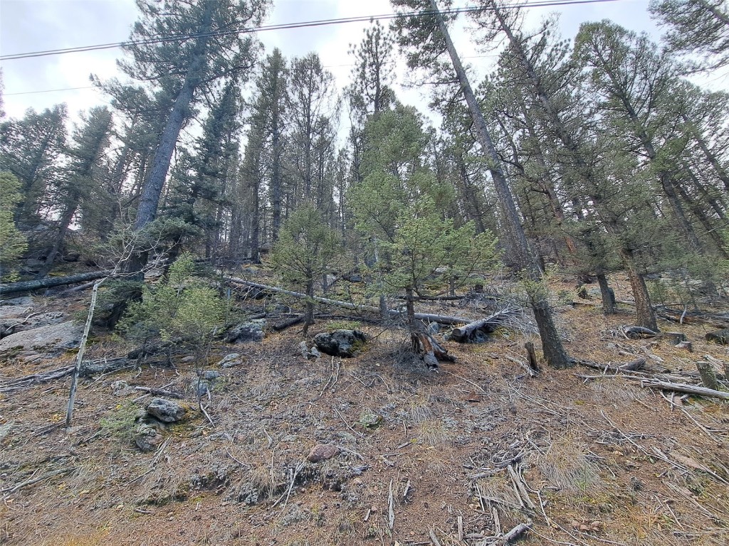 1077 Roland Drive Bailey, CO 80421 - Photo 2 of 17 a view of a forest with trees in the background