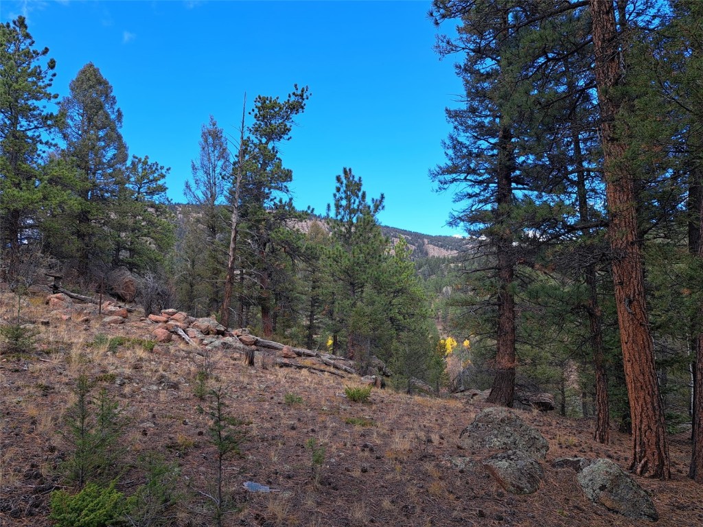 1077 Roland Drive Bailey, CO 80421 - Photo 6 of 17 a view of a yard with a tree