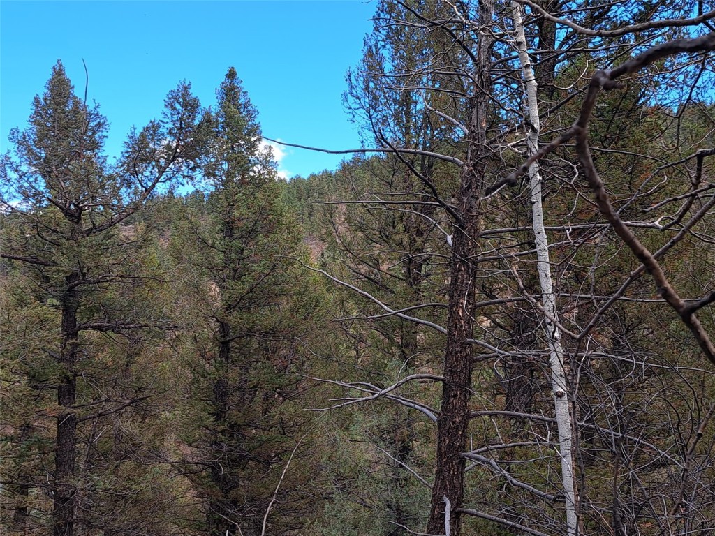 1077 Roland Drive Bailey, CO 80421 - Photo 7 of 17 a view of a tree with a tree