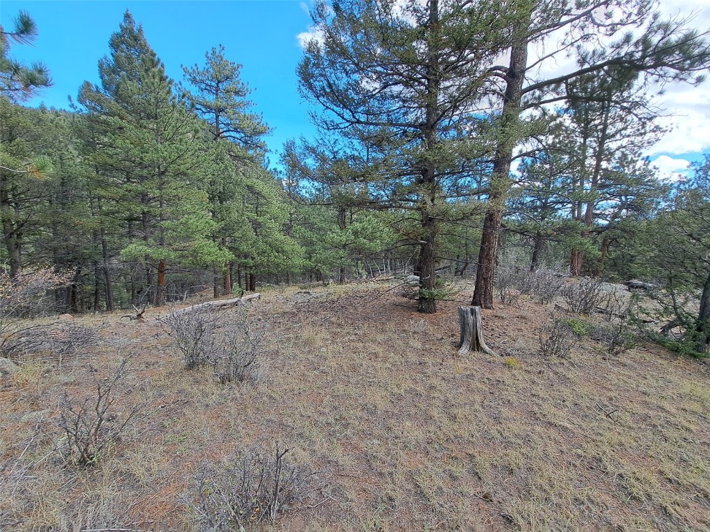 1077 Roland Drive Bailey, CO 80421 - Photo 9 of 17 a view of a forest with trees in the background
