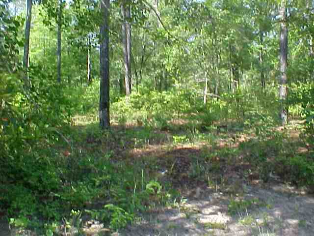 0 Hugo Road Conway, SC 29527 - Photo 2 of 2
