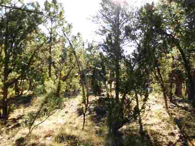 2131 Fishermans Road Overgaard, AZ 85933 - Photo 3 of 3 a view of tree