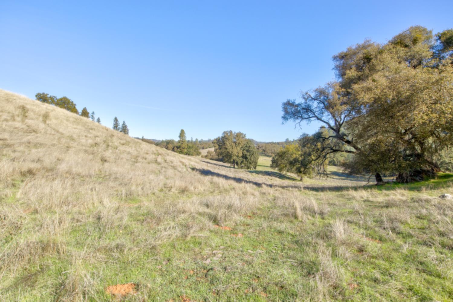 5700 Semor Drive Shingle Springs, CA 95682 - Photo 41 of 92 a view of a dry yard with trees