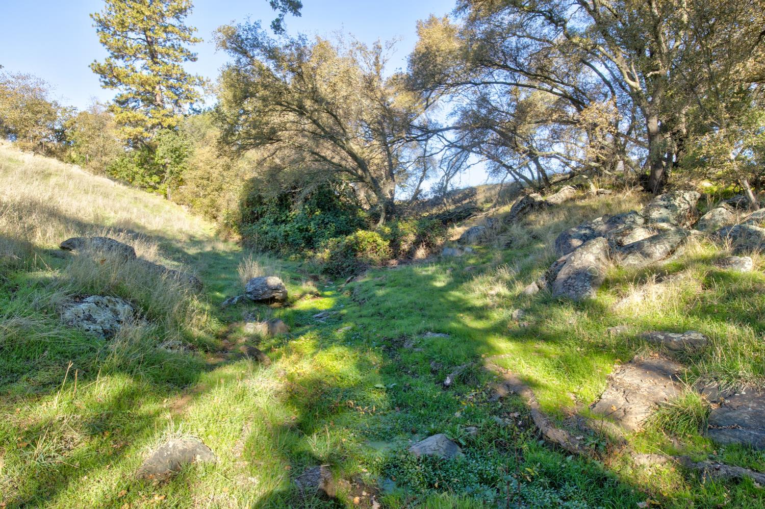 5700 Semor Drive Shingle Springs, CA 95682 - Photo 45 of 92 a view of a tree in a yard