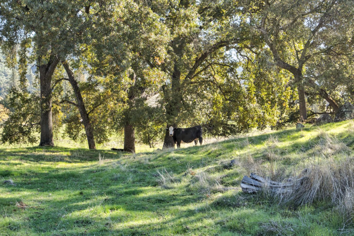 5700 Semor Drive Shingle Springs, CA 95682 - Photo 56 of 92