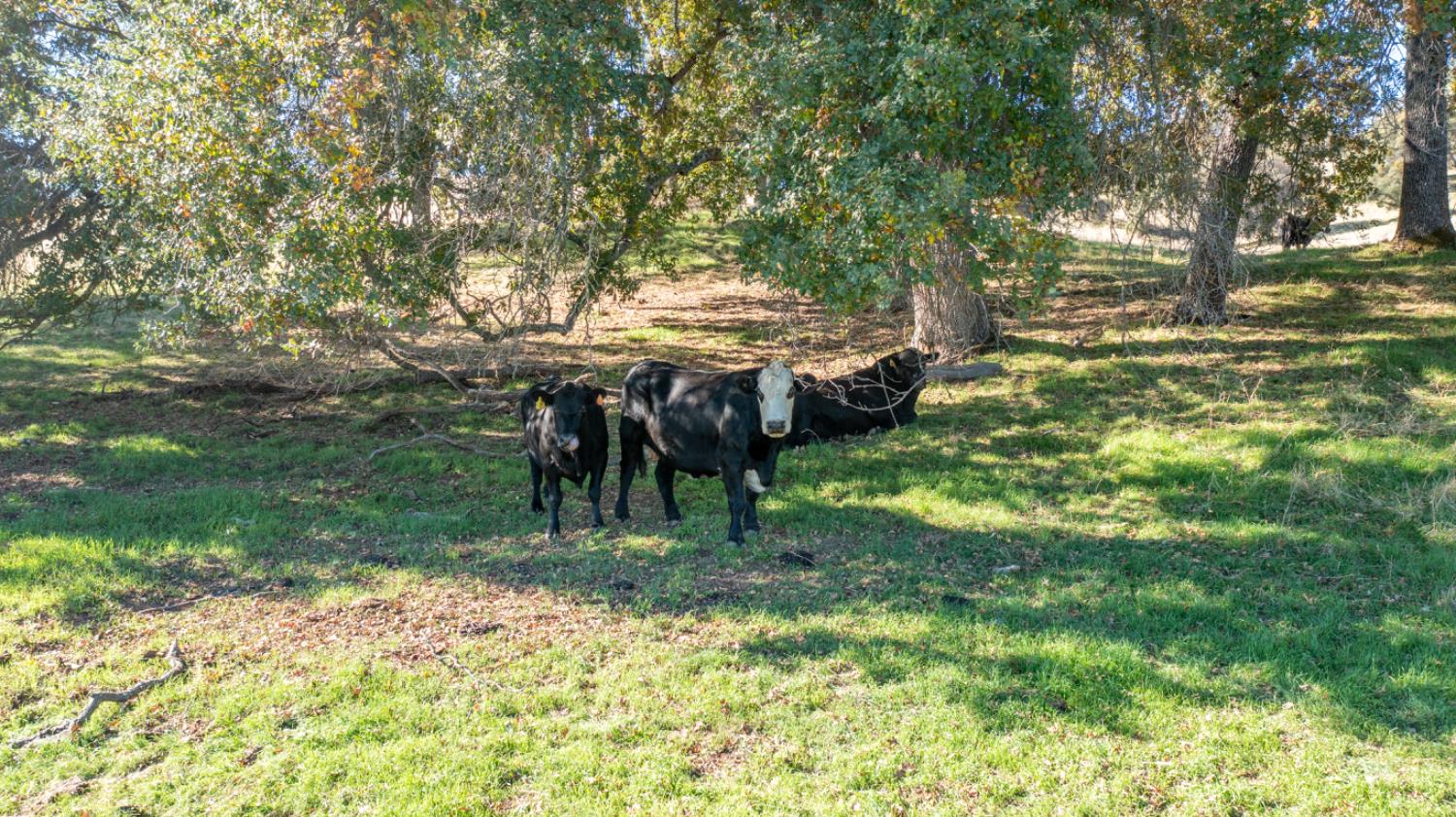 5700 Semor Drive Shingle Springs, CA 95682 - Photo 63 of 92 a view of yard with green space and seating