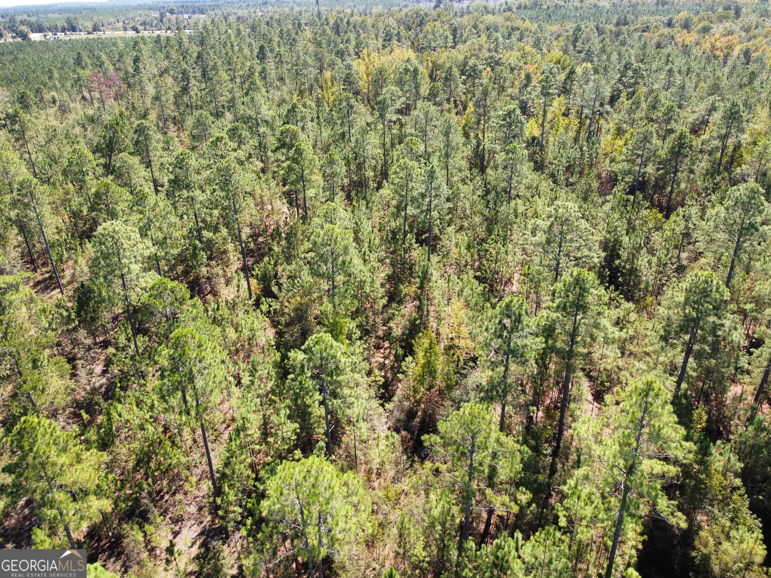 843 Daniel Mimbs Road East Dublin, GA 31027 - Photo 2 of 6 a view of a lush green forest