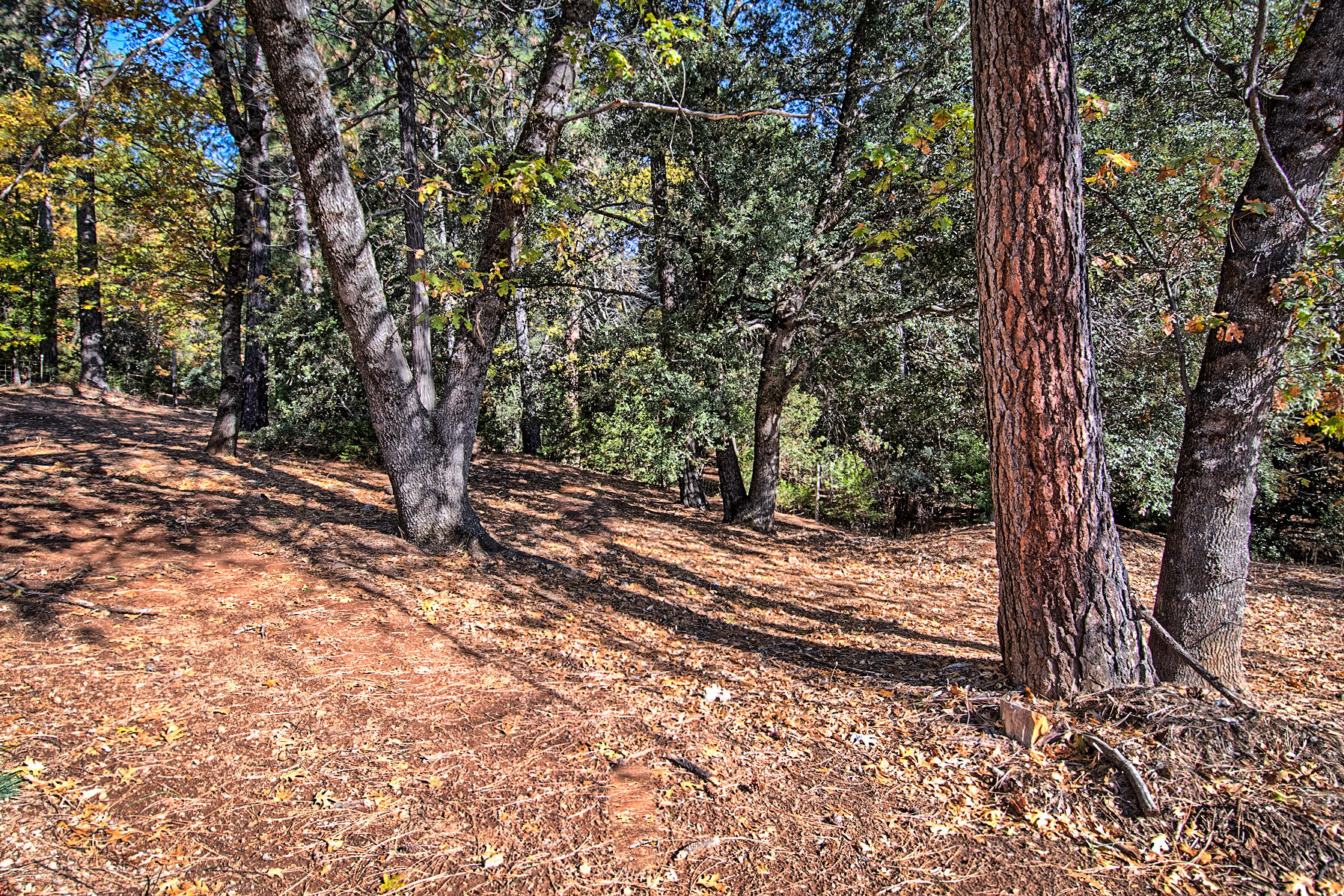 14681 Fern Road Whitmore, CA 96096 - Photo 31 of 37 a view of a tree in the forest