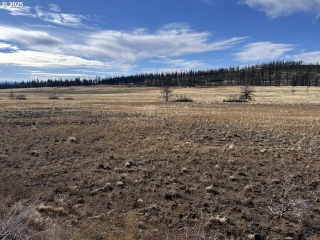 a view of a yard with trees