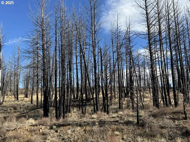 a view of a yard with snow on the road