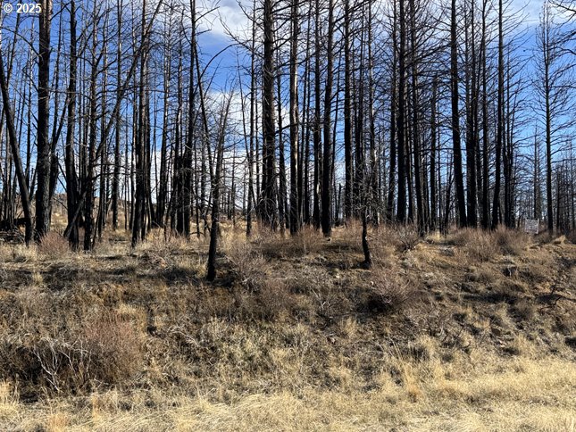Yellow Pine Road, Unit 13 Bly, OR 97622 - Photo 22 of 39 a view of outdoor space with trees