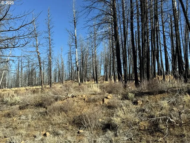 a view of yard with trees