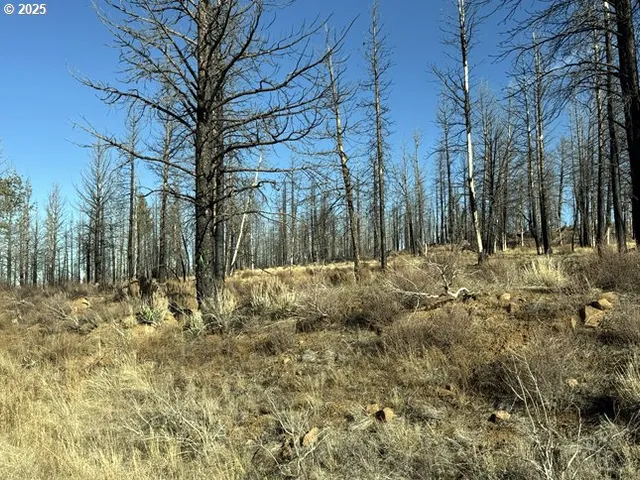 a view of outdoor space with lots of trees