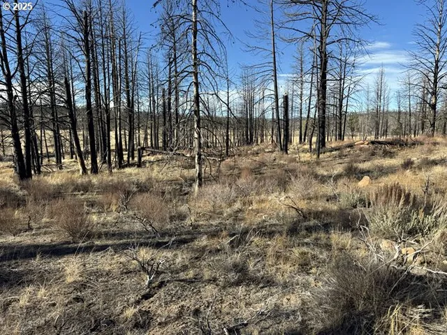 a view of open space with lots of trees