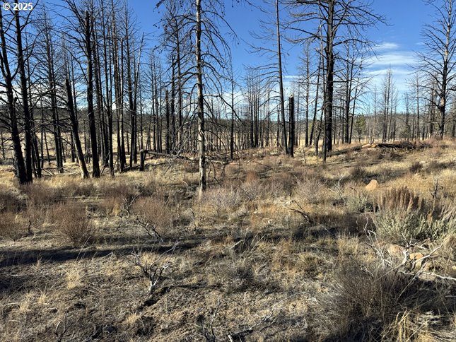 Yellow Pine Road, Unit 13 Bly, OR 97622 - Photo 26 of 39 a view of a yard with a tree