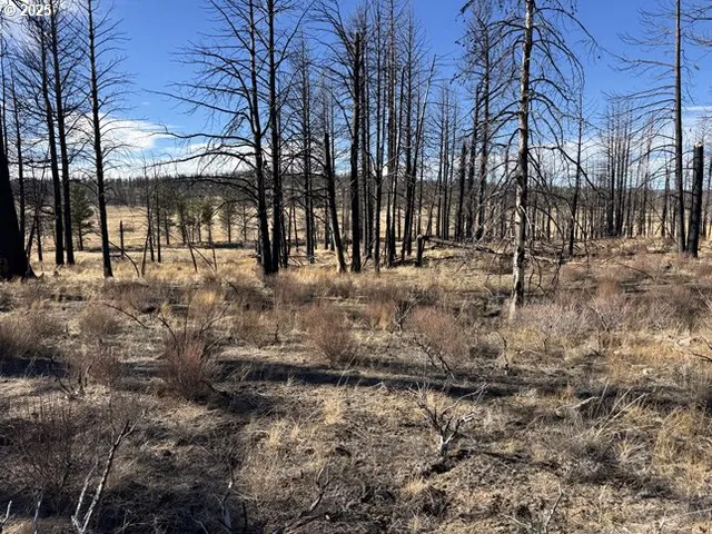 a large yard with lots of green space