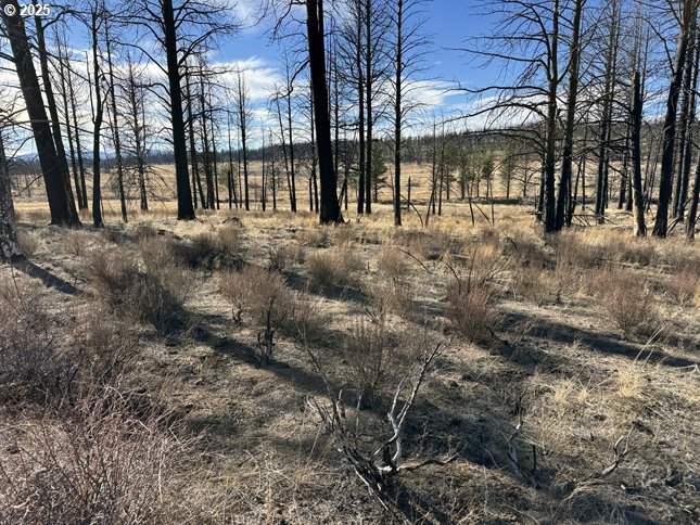 Yellow Pine Road, Unit 13 Bly, OR 97622 - Photo 29 of 39 a view of open space with lots of trees