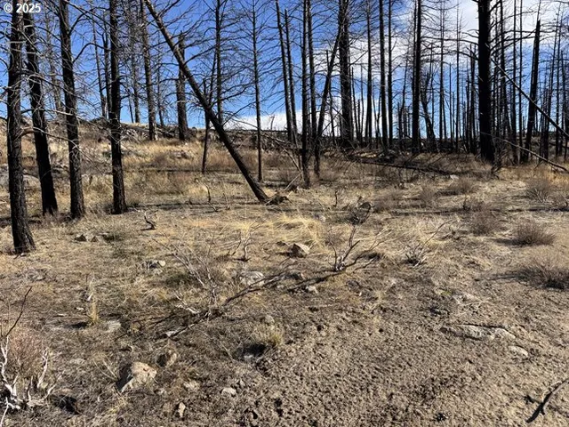 a view of a large yard with plants and trees