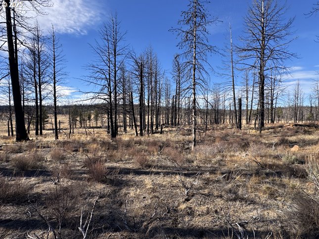Yellow Pine Road, Unit 13 Bly, OR 97622 - Photo 39 of 39 a view of road with trees
