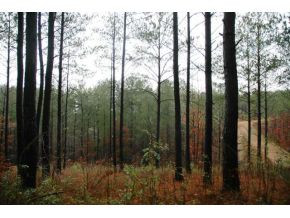 0 Pleasant Hill Road Copperhill, TN 37317 - Photo 20 of 23 Photo 21