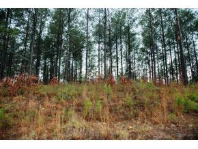0 Pleasant Hill Road Copperhill, TN 37317 - Photo 3 of 23 Photo 3