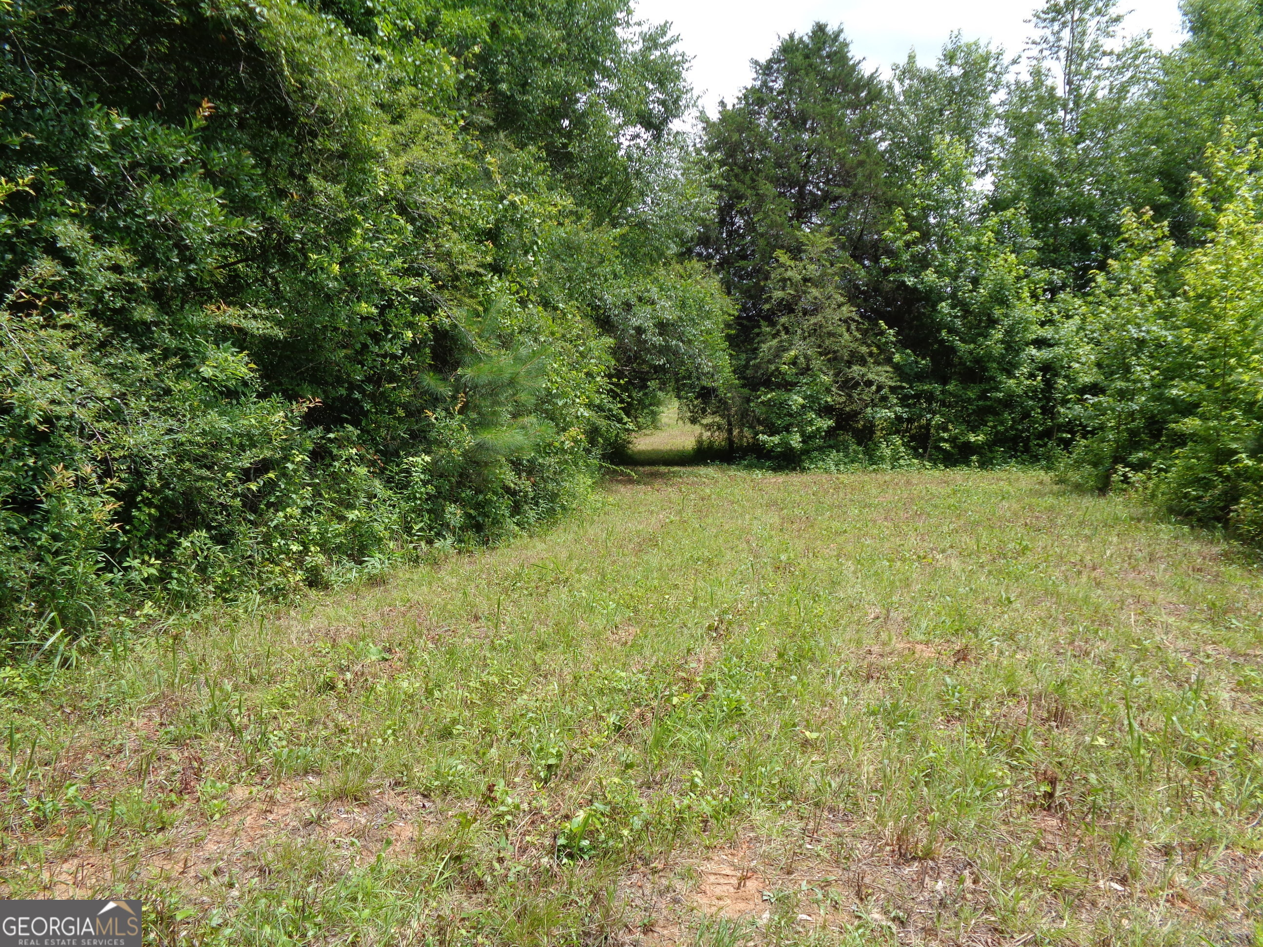 2411 Kesler Road Carnesville, GA 30521 - Photo 12 of 61 a view of a yard with a tree