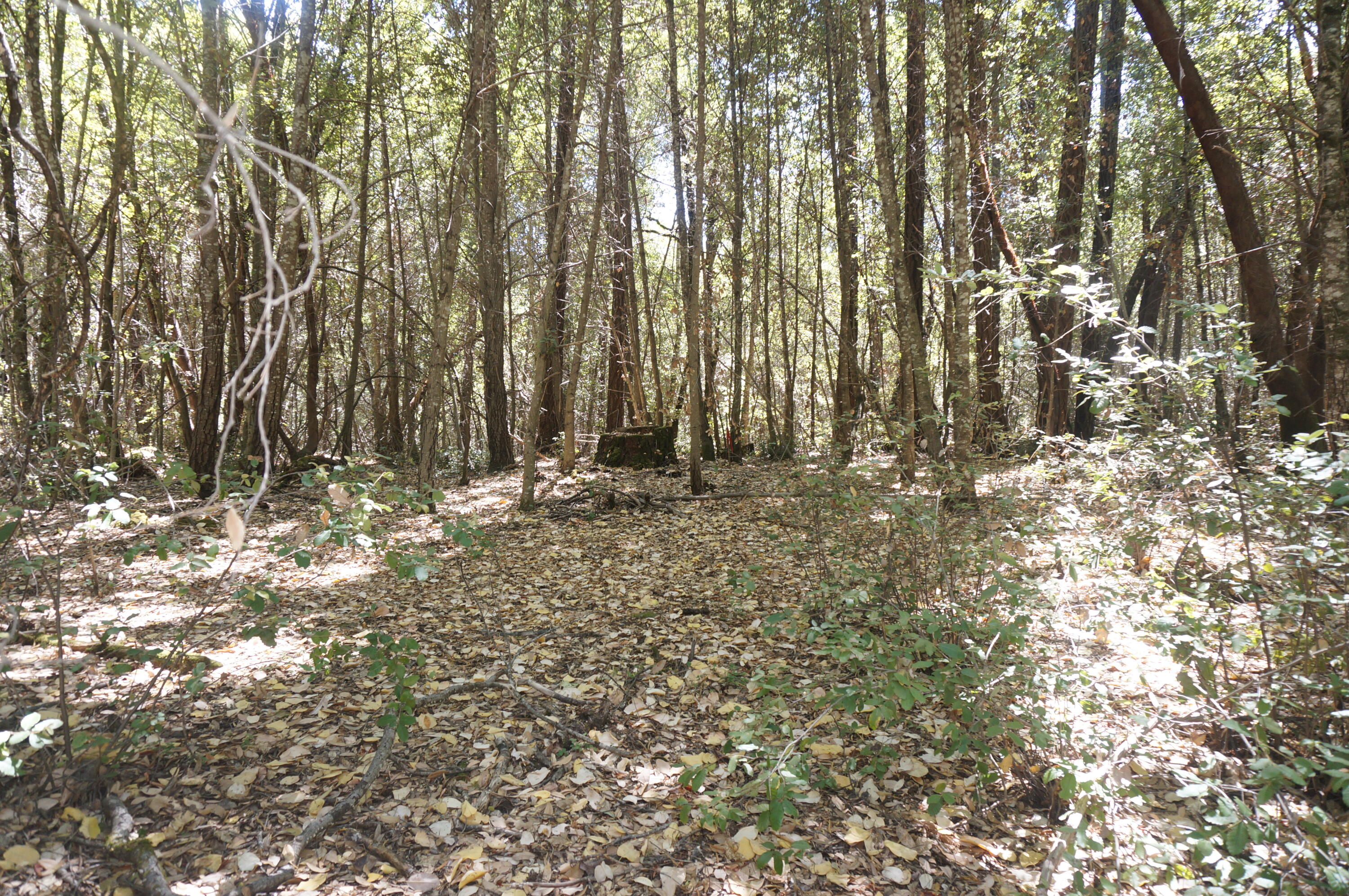 4271 Highway 299 Salyer, CA 95563 - Photo 3 of 12 a view of tree