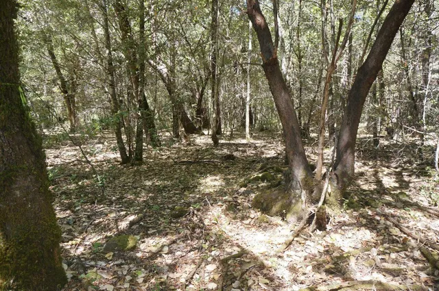 a view of outdoor space and yard