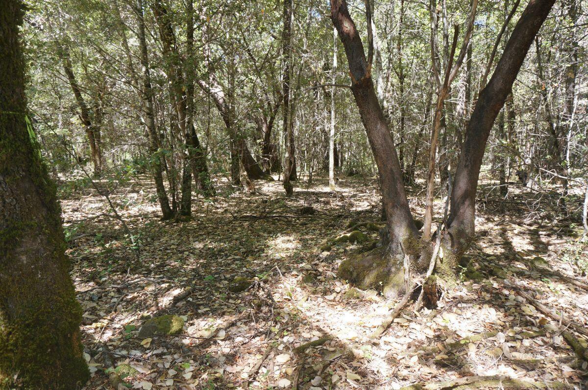 4271 Highway 299 Salyer, CA 95563 - Photo 3 of 9 a view of outdoor space and yard