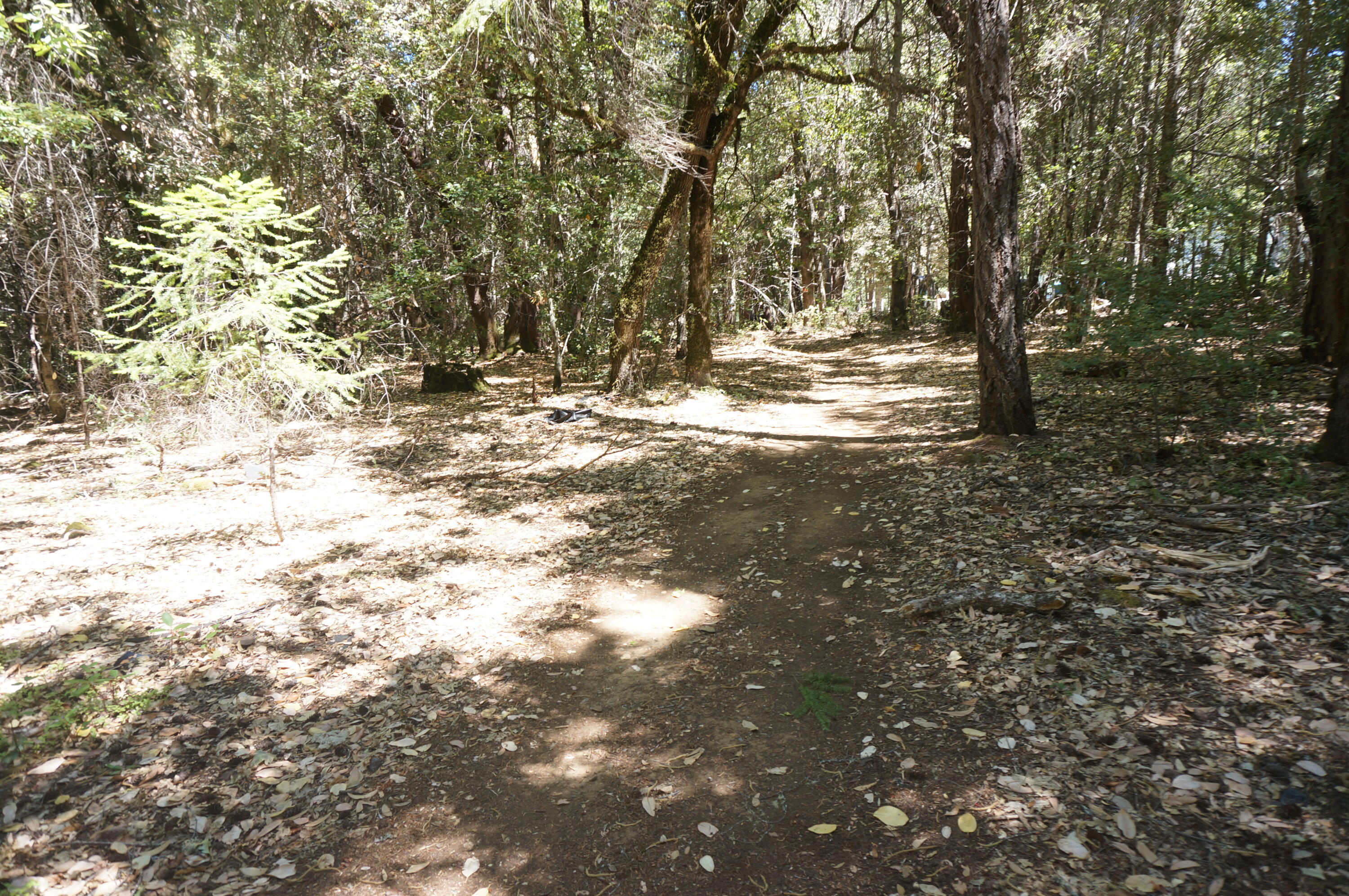 4271 Highway 299 Salyer, CA 95563 - Photo 5 of 12 a view of water yard with trees