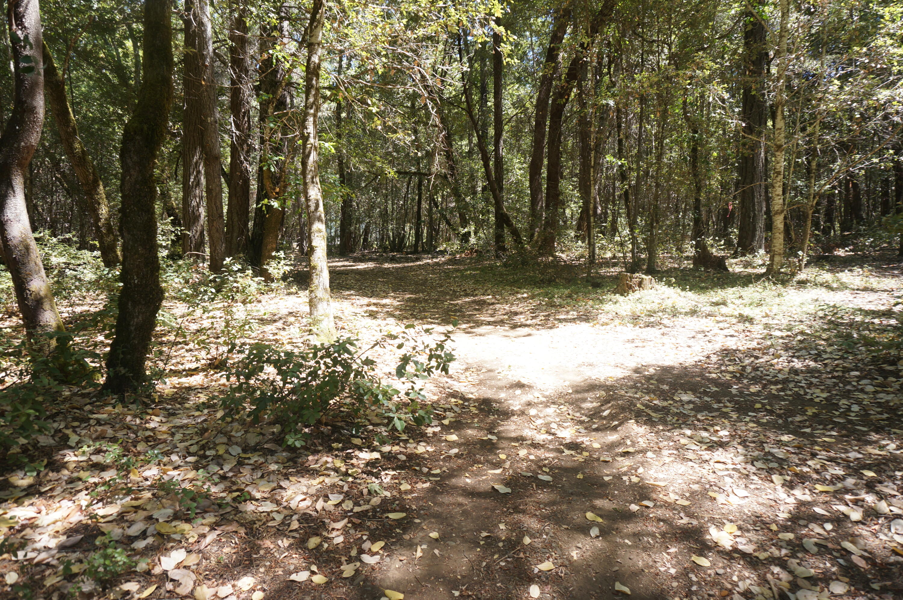 4271 Highway 299 Salyer, CA 95563 - Photo 7 of 12 a view of a yard with trees
