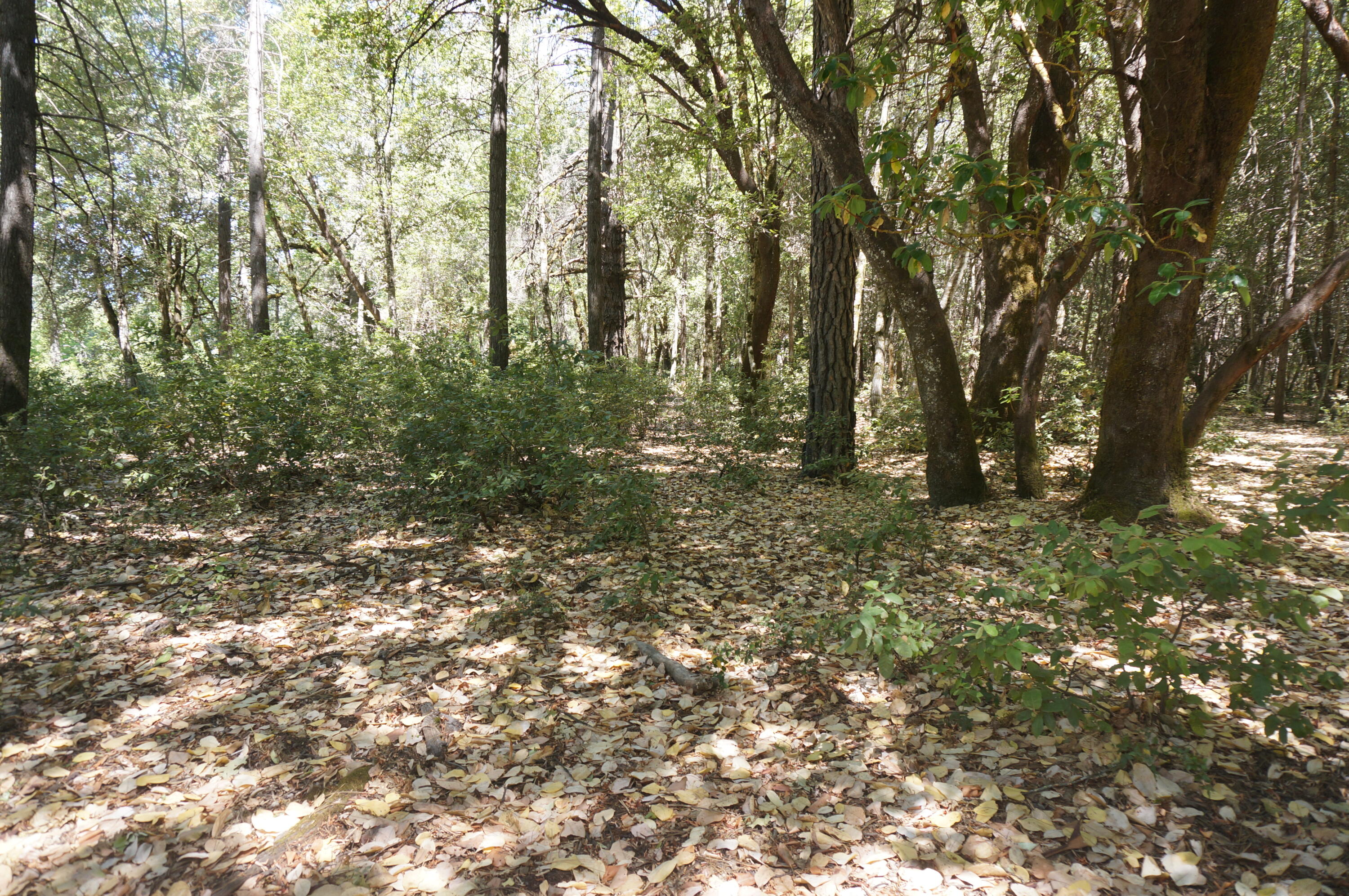 4271 Highway 299 Salyer, CA 95563 - Photo 8 of 12 a view of outdoor space and tree