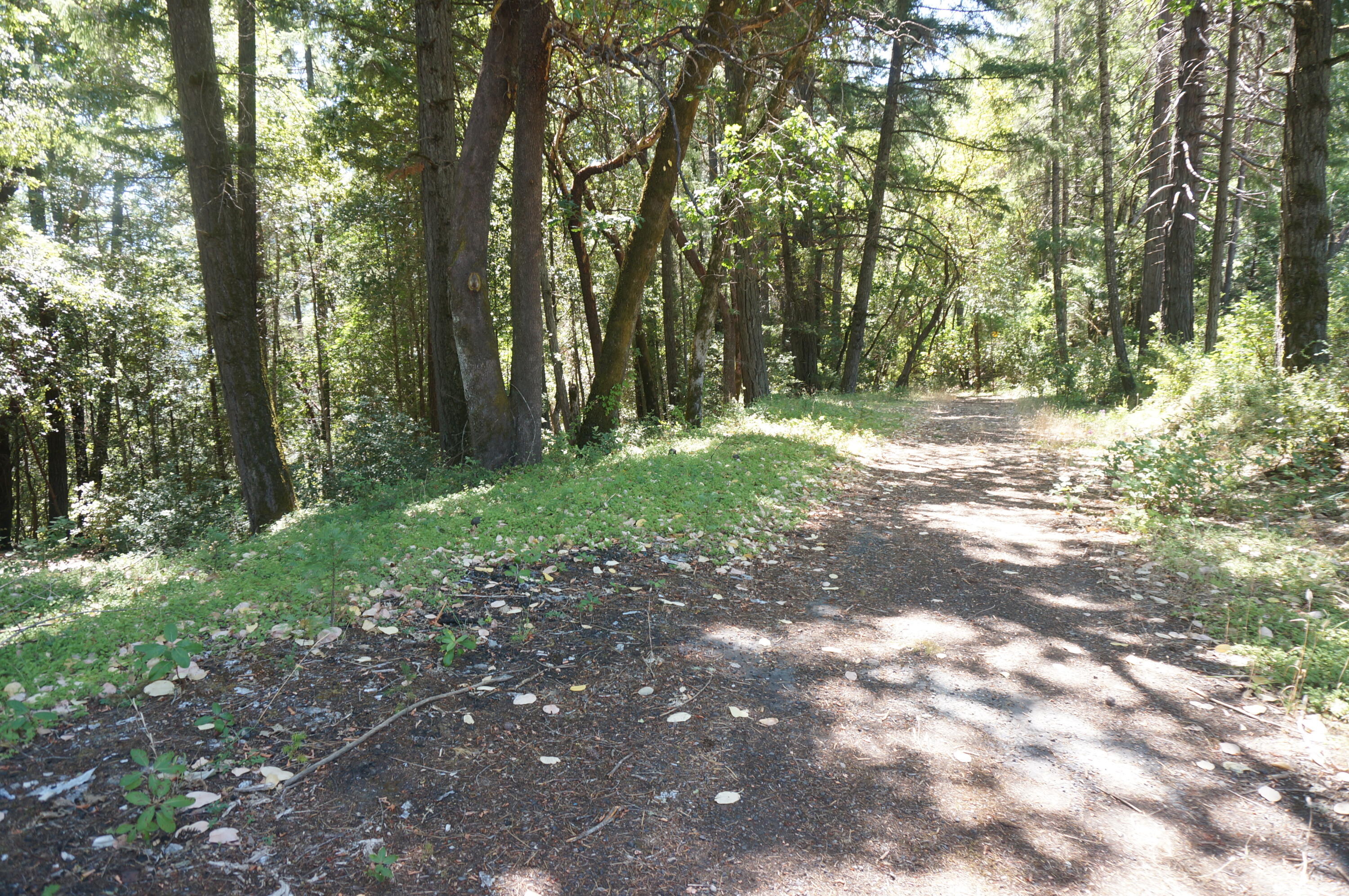 4271 Highway 299 Salyer, CA 95563 - Photo 9 of 12 a view of a forest with trees