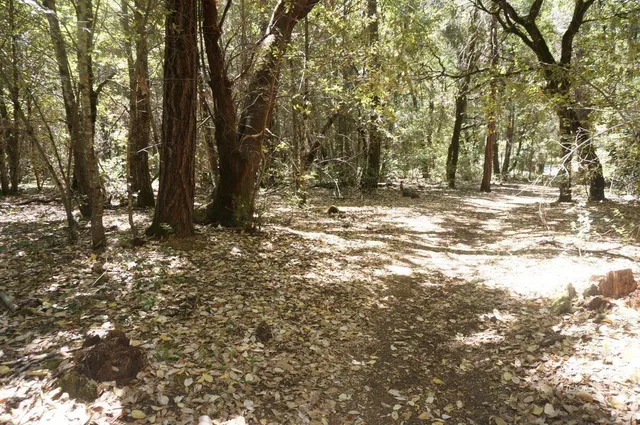 a view of a yard with trees