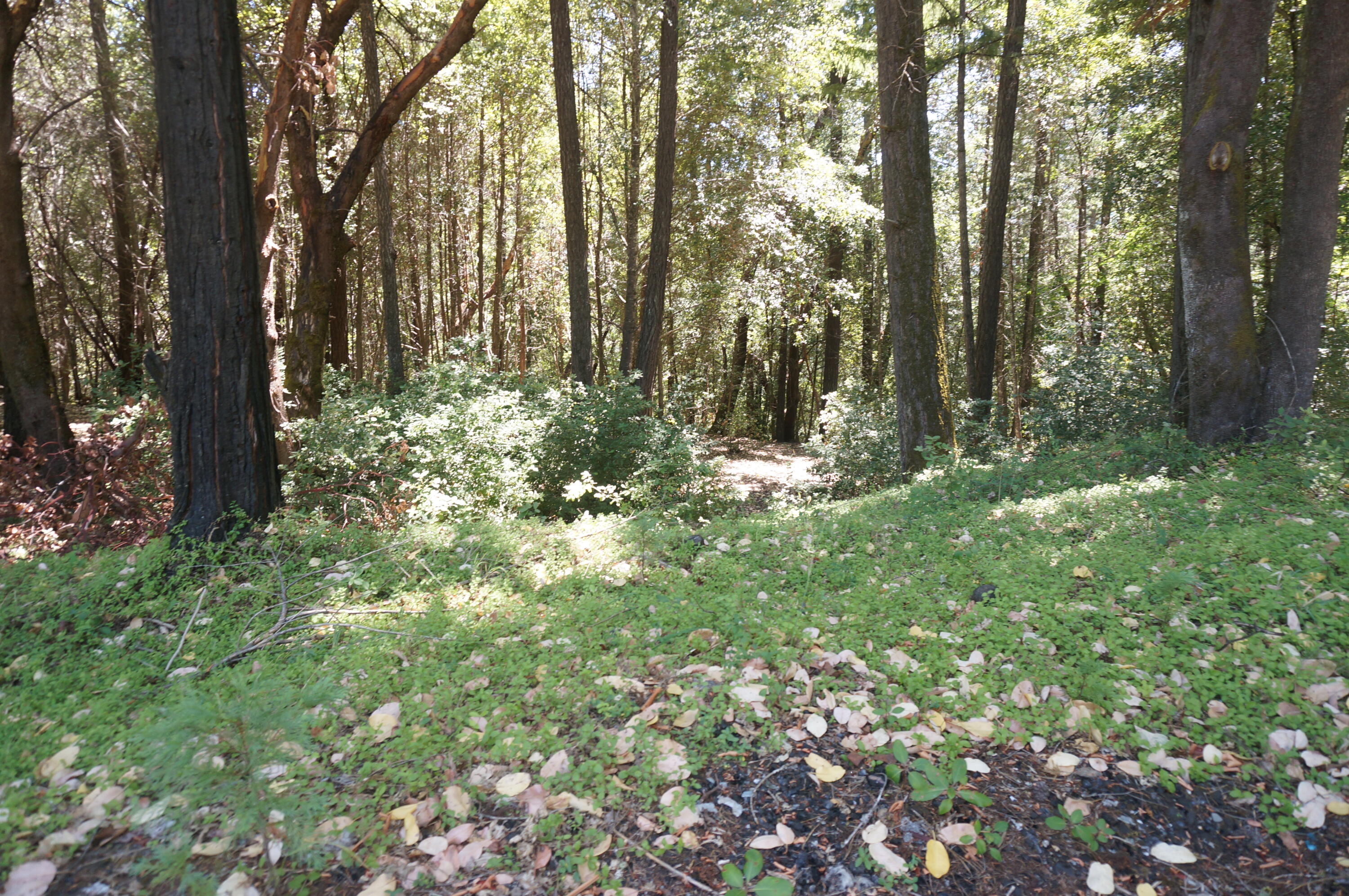 4271 Highway 299 Salyer, CA 95563 - Photo 10 of 12 a big yard with lots of green space and trees