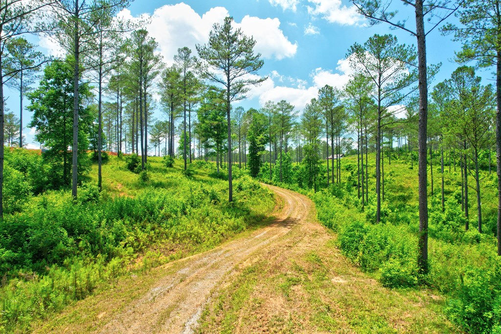 Lot 10 High River Road Ellijay, GA 30540 - Photo 10 of 31 Gallery Image 10