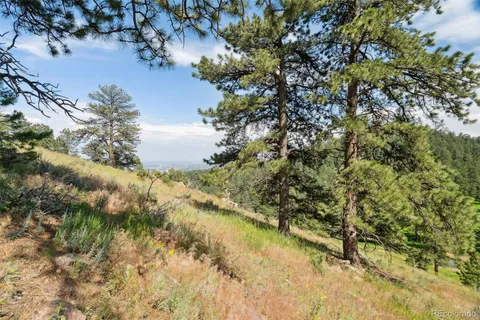 a view of a forest with a lake