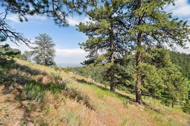 a view of a forest with a lake