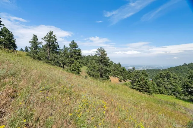 a view of a bunch of trees and bushes
