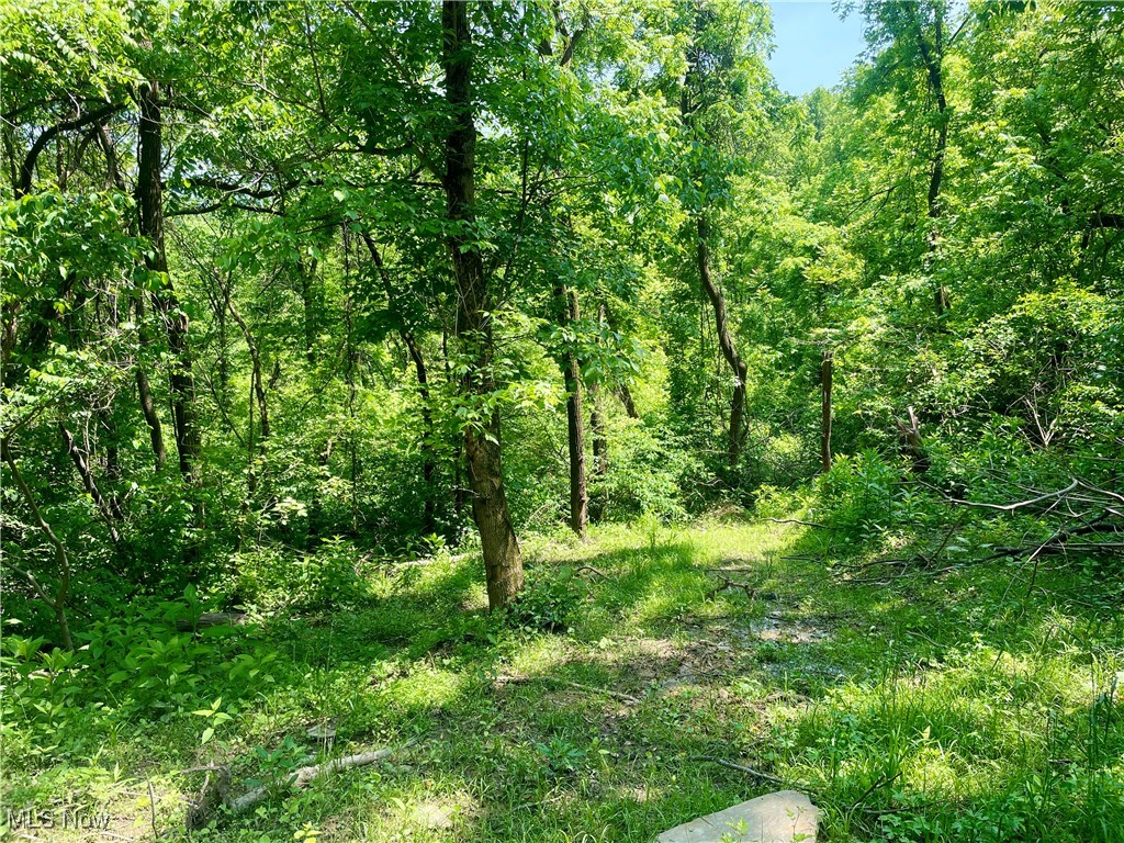 Valley Road Caldwell, OH 43724 - Photo 2 of 8 View of tree filled area