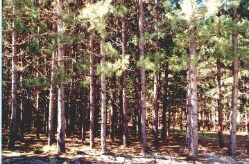Milks Road Kaleva, MI 49645 - Photo 1 of 1 Primary Photo