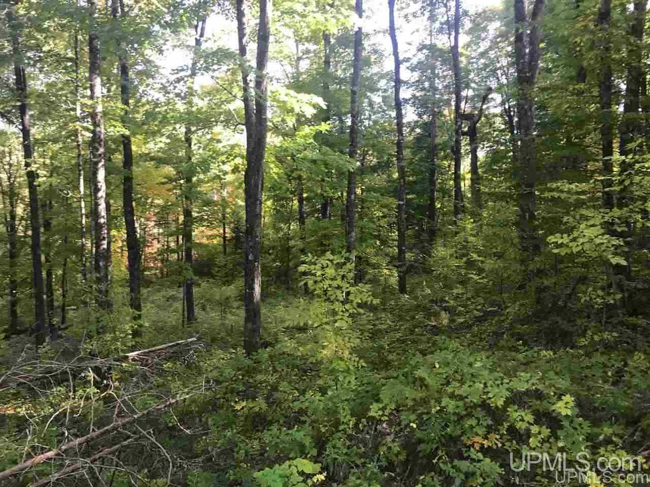Tbd Ford River Road Arnold, MI 49831 - Photo 3 of 22