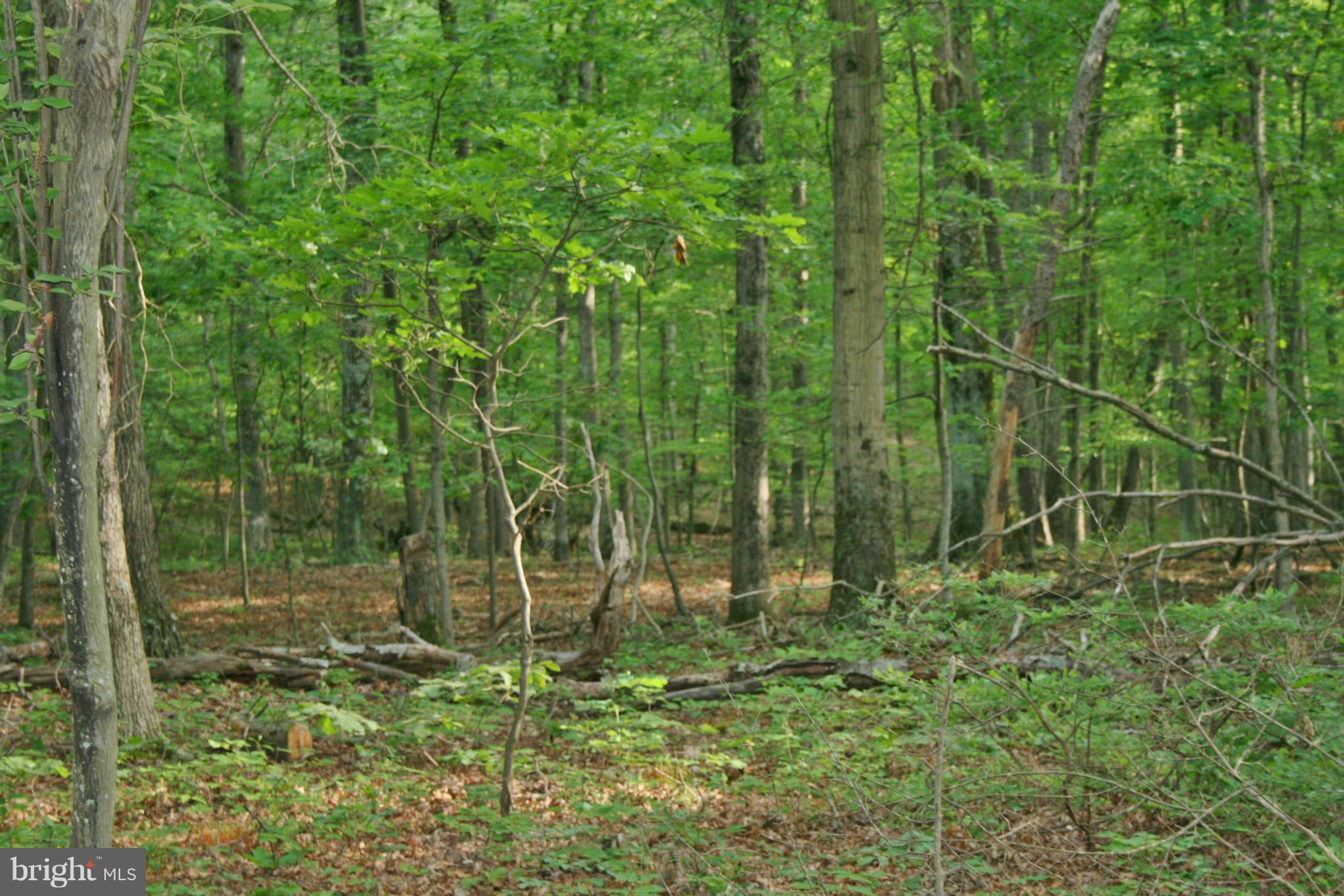 Dicks Hollow Road Winchester, VA 22603 - Photo 9 of 22 Exterior (General)