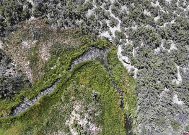 a view of a city with lush green forest
