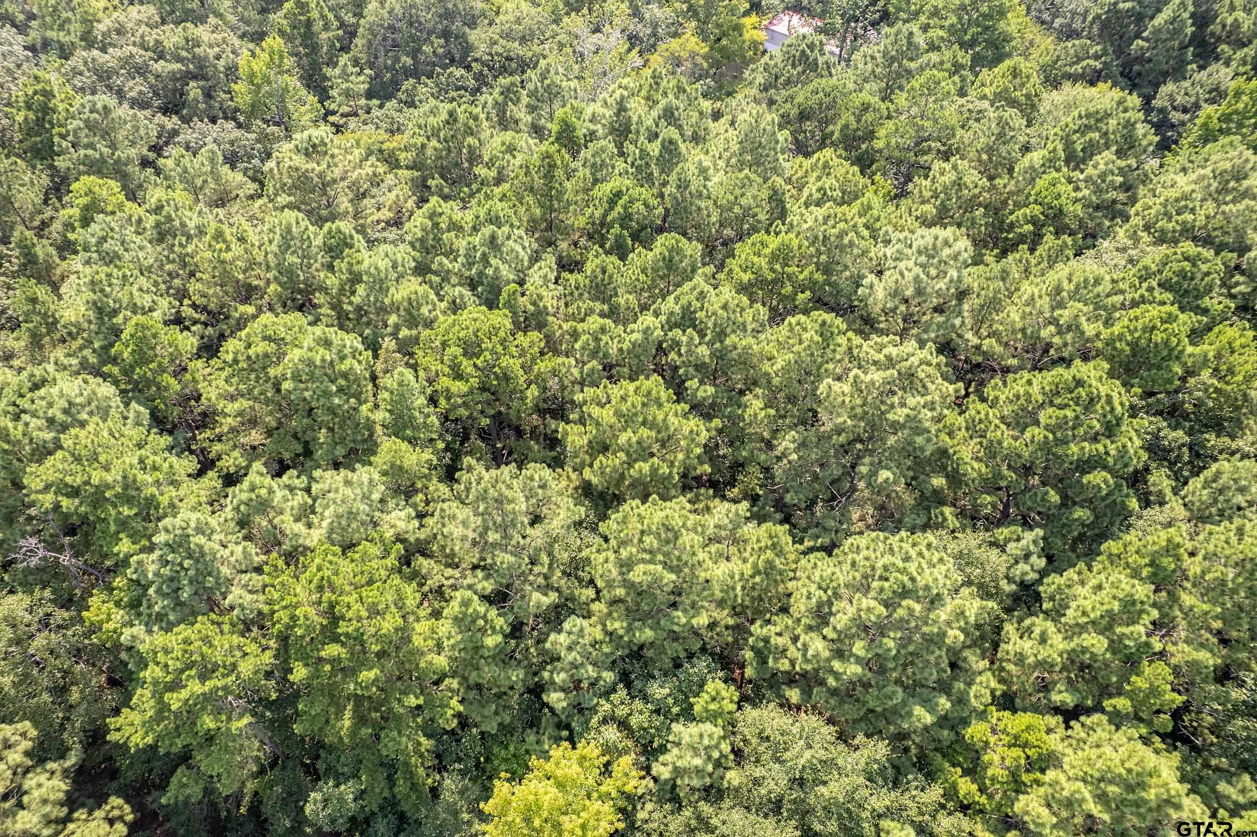 1655 County Road 2120 Rusk, TX 75785 - Photo 15 of 37