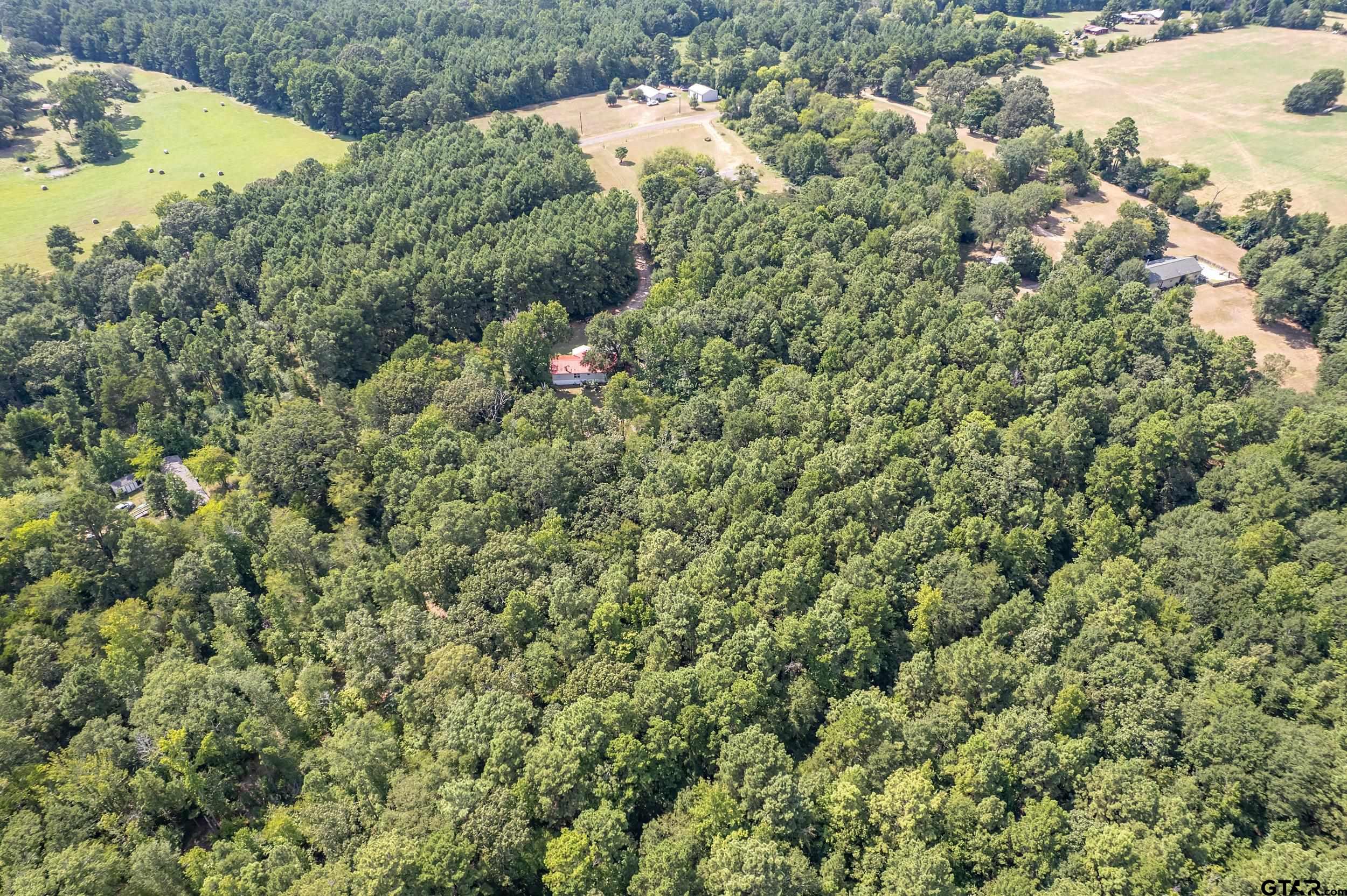 1655 County Road 2120 Rusk, TX 75785 - Photo 9 of 37 a view of a forest with a tree