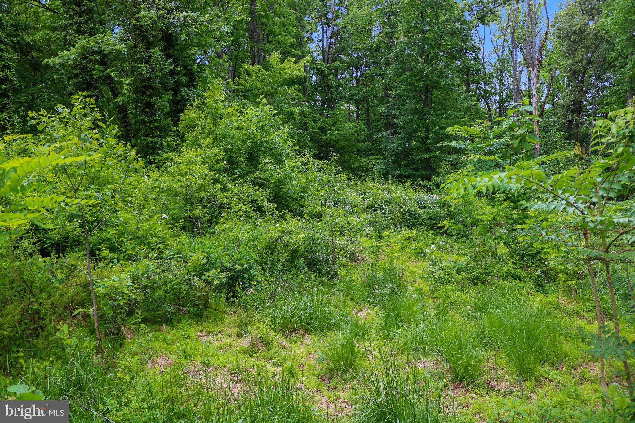 Evan Avenue Aberdeen, MD 21001 - Photo 54 of 74 a view of a lush green forest