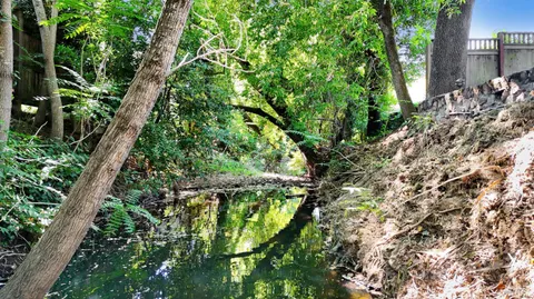 a plant that is in a garden